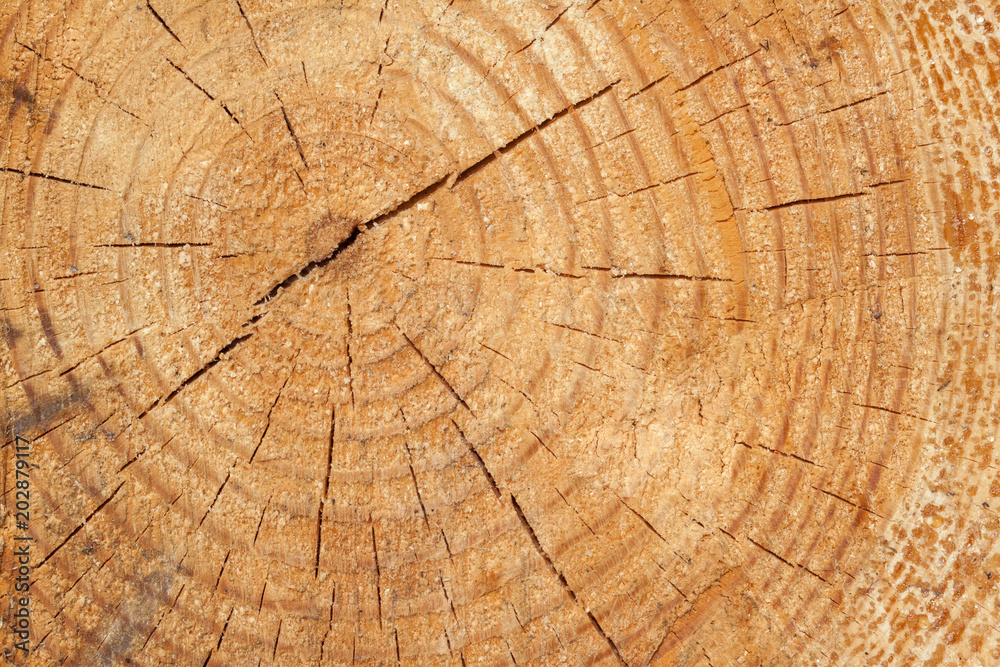 Fototapeta premium The rings of the pine tree