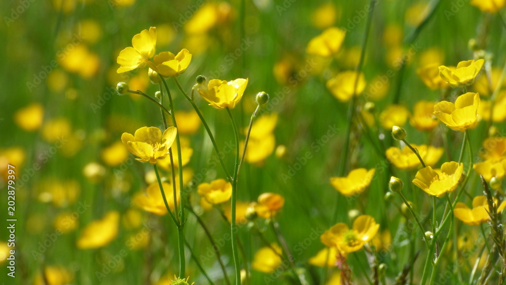 Obraz premium Gelbe Wiese