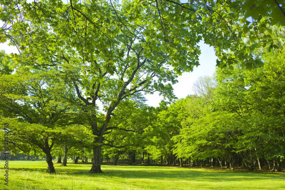 Park tree Park tree