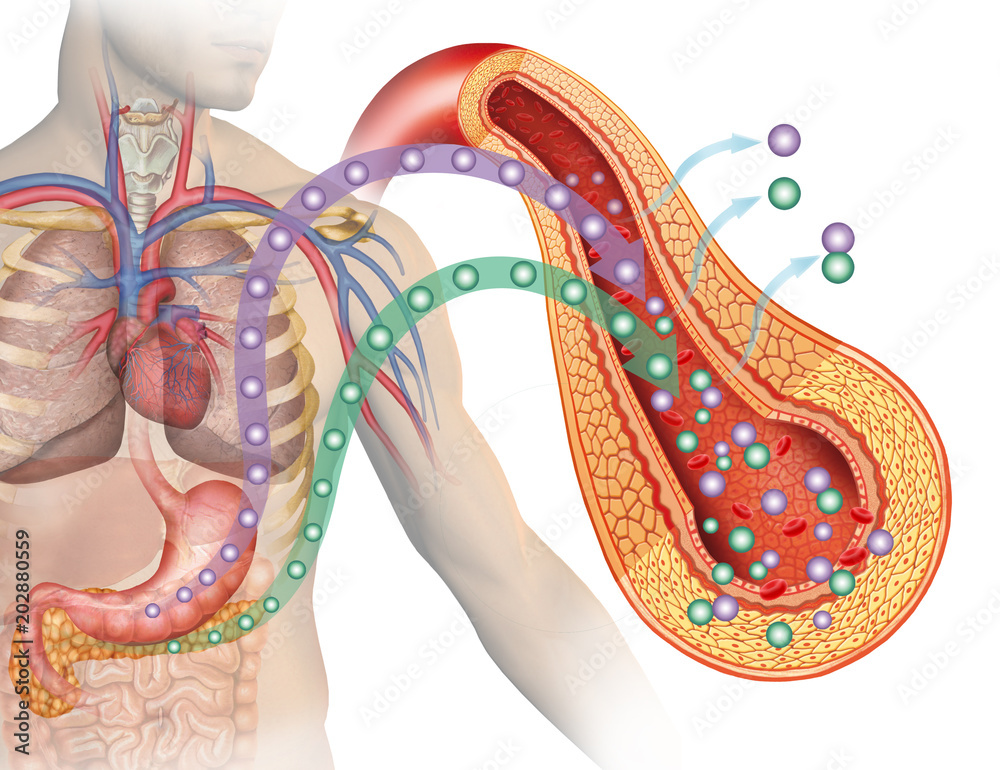Φωτογραφία ilustración descriptiva donde se destaca el páncreas y el estomago en la producción de glucosa e insulina