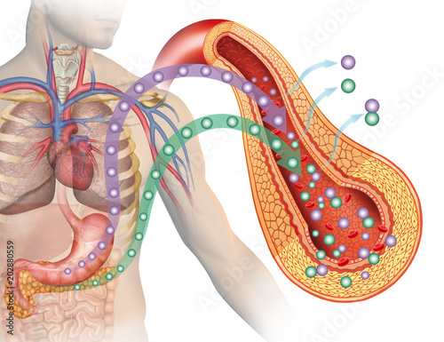 ilustración descriptiva donde se destaca el páncreas y el estomago en la producción de glucosa e insulina.  photo