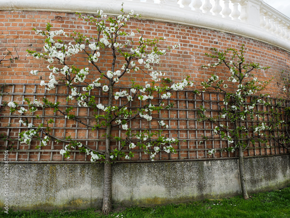 Obraz na płótnie Blooming apple trees espaliered against ancient brick wall.