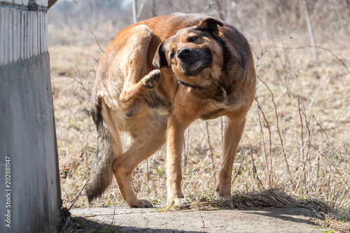 Dog is scratching his ear