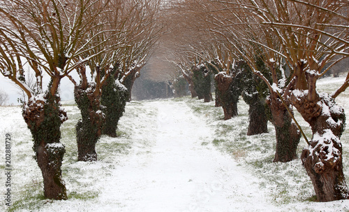 country road with big mulberries and snow photo