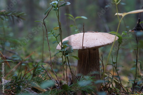White mushroom. Northern Urals