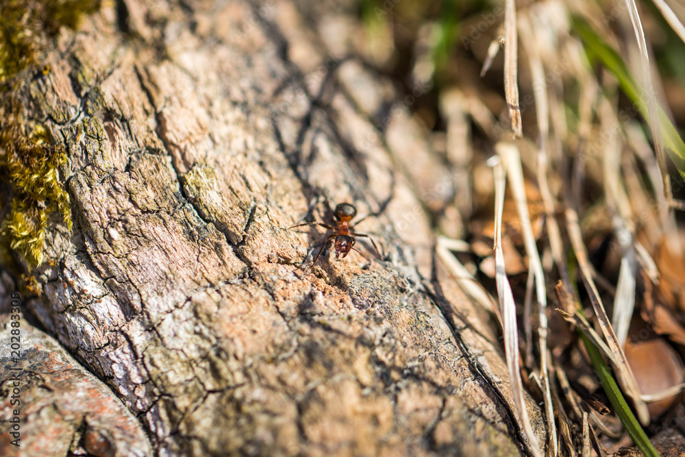 Macroshot von einer Ameise auf einem Baum