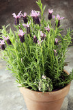Vintage style flower pot and potted lavender plants.