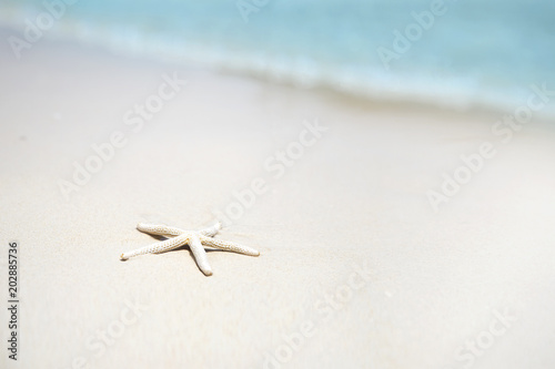 Starfish on the beach sand and blur sea background, Concept summertime on beach