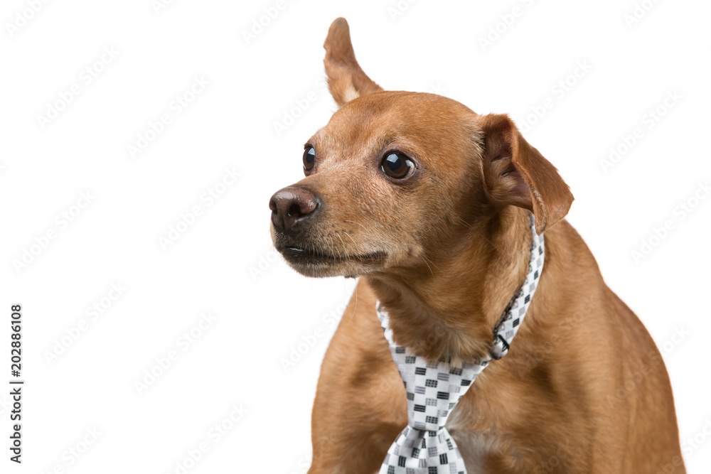 brown dog with a tie looks away, as if something is reading, on a white background, concept business and finance