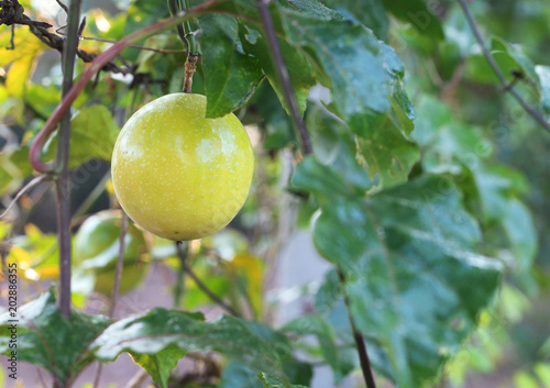 Close up of passion fruit hanging in the garden.