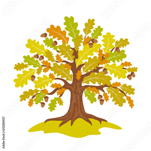Stylized oak in fall - vector illustration