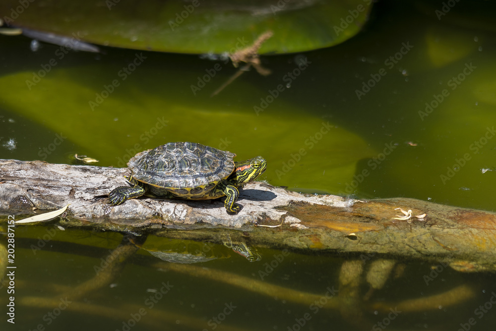 large and small pond turtles sunning themselves on a branch large and small pond turtles sunning themselves on a branch