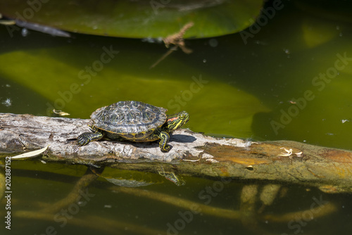 large and small pond turtles sunning themselves on a branch