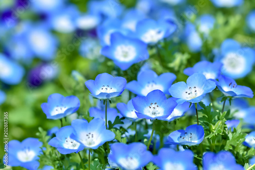 Nemophila/ネモフィラの花