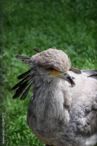 portrait of a secretary bird in gray with green background