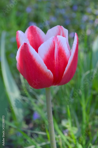 Jefgenia variety of tulip violet crimson color photo
