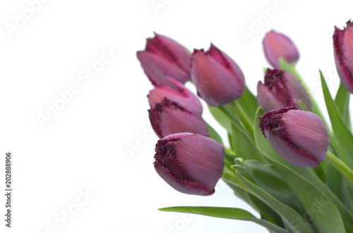 Fototapeta Naklejka Na Ścianę i Meble -  Фиолетовые бахромчатые тюльпаны Curly Sue на белом фоне