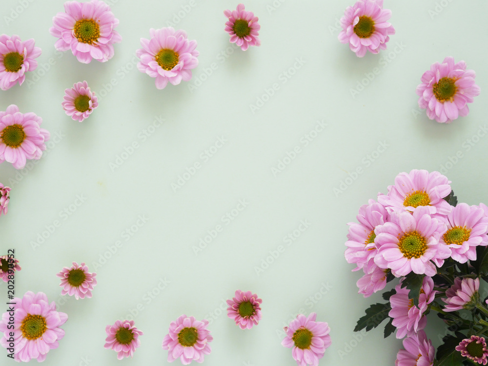 Composition of pink chrysanthemum flowers on a green background, top view, creative flat layout.