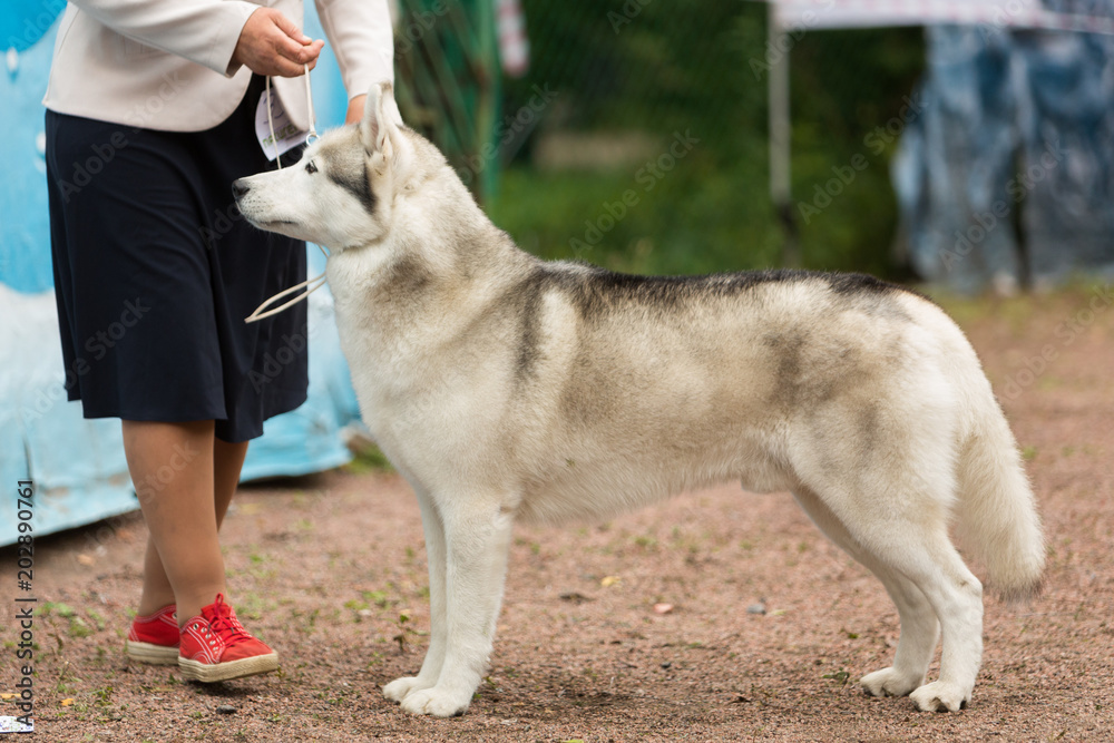 Siberian husky show dog store