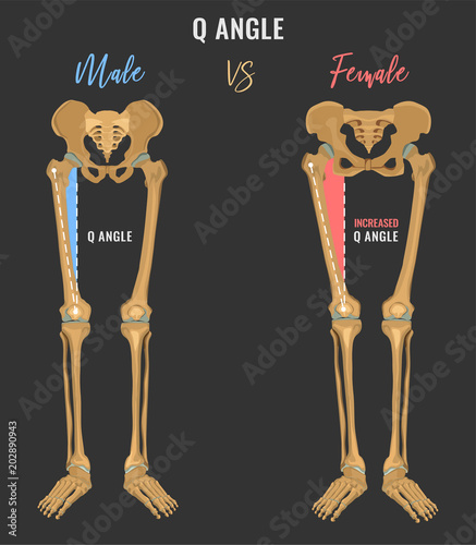 Female and male skeleton differences