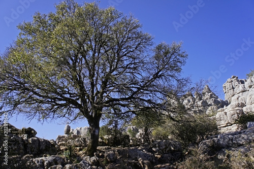 Spain, Acer monspessulanum, Montpellier maple, in the Torcal de Antequera, karst formations, El Torcal de Antequera is a nature reserve in the Sierra del Torcal mountain range photo