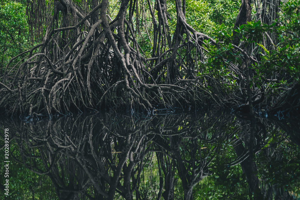 Fototapeta premium Spiegelungen im düsteren Mangrovenwald