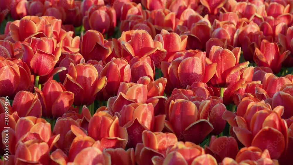 Close-up of a colorful tulip field during the annual Holland spring festival / Lisse, South Holland, Netherlands. Shot with RED Weapon Helium 8K camera. Close-up of a colorful tulip field during the annual Holland spring festival / Lisse, South Holland, Netherlands. Shot with RED Weapon Helium 8K camera.