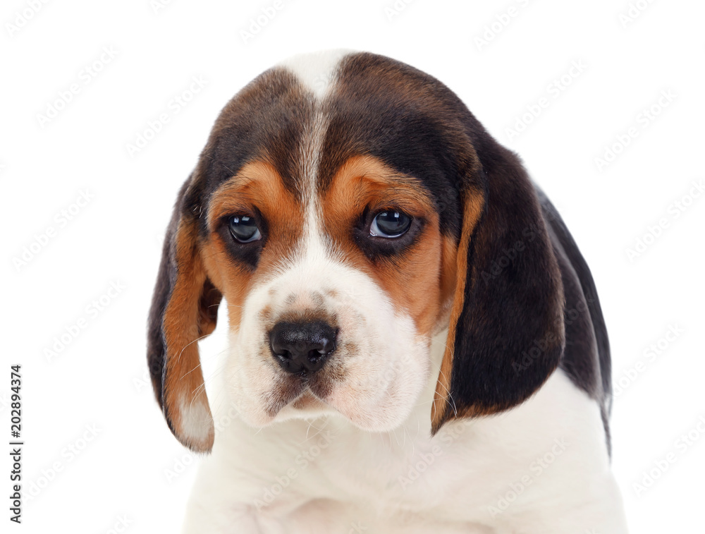 Beautiful portrait of a beagle puppi brown and black