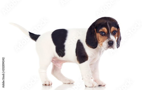 Beautiful beagle puppi brown and black