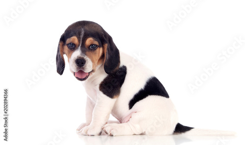 Beautiful beagle puppi brown and black
