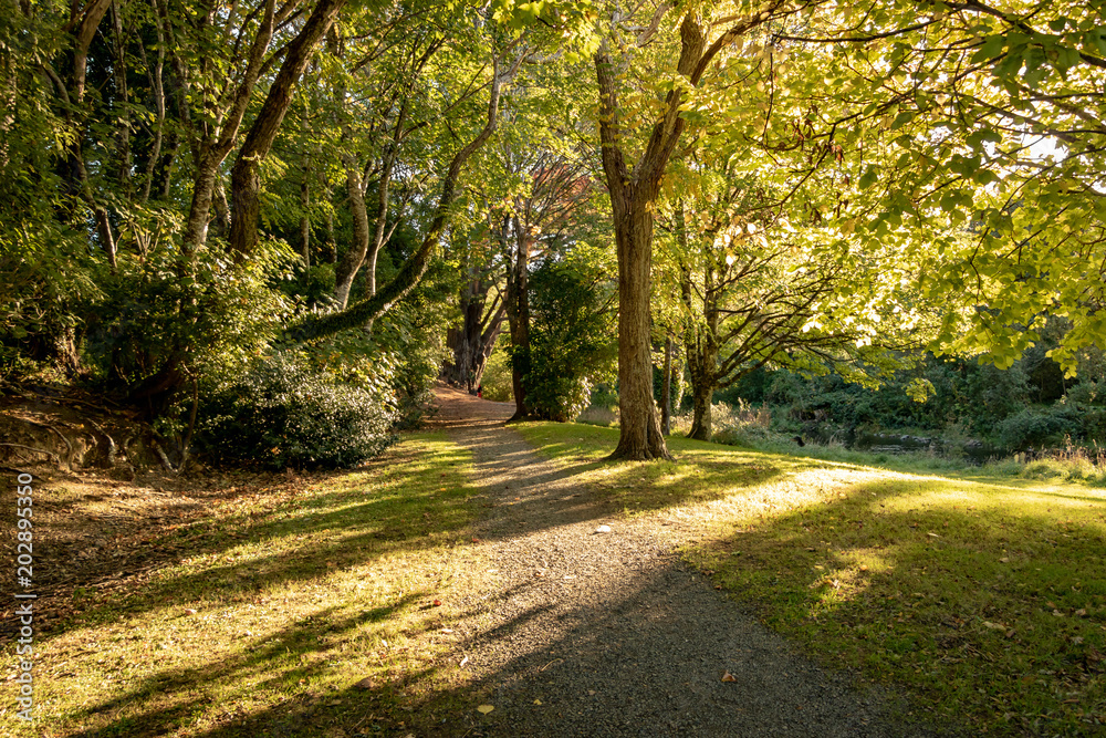 Golden Afternoon Park Pathway In Autumn Trees 