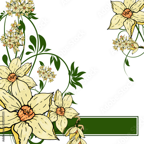  hand drawing  Narcissus flowers background.