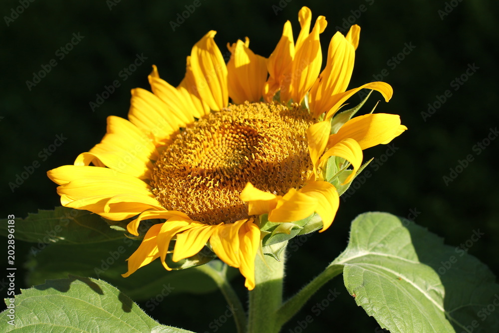 Naklejka premium Sunflower