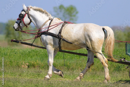 White horse in carriage © Geza Farkas