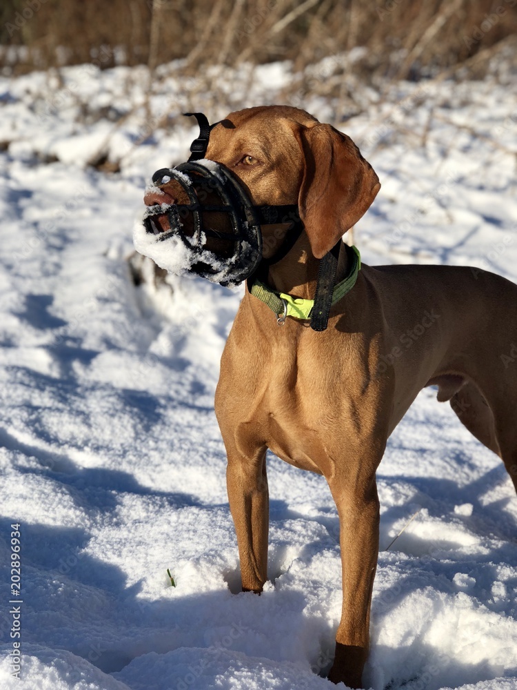 Vizsla dog in the snow