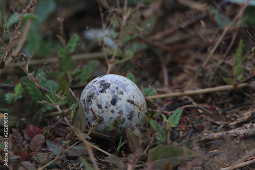 Close up the bird egg on the grass ground