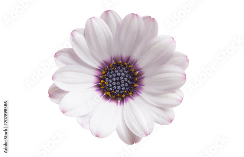Fototapeta Naklejka Na Ścianę i Meble -  Osteospermum Flower Daisy Isolated