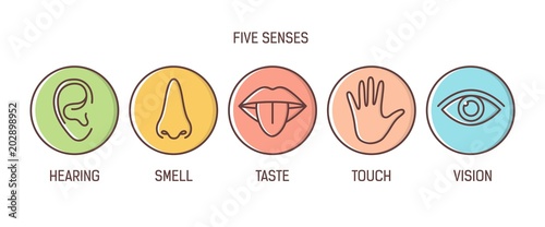Bundle of 5 senses - hearing, smell, taste, touch, vision. Set of human sensory organs drawn with outlines inside colorful circles. Bright colored vector illustration in modern line art style.