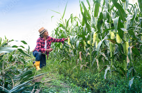 Asian male farmers are checking corn quality in the field.