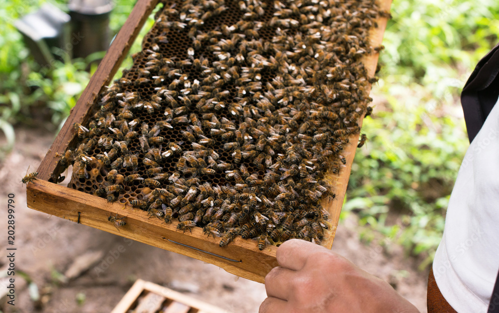 Close-up view of working bees on honey cells, selective focus Close-up view of working bees on honey cells, selective focus