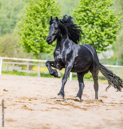 black friesian stallion runs gallop in sunny day