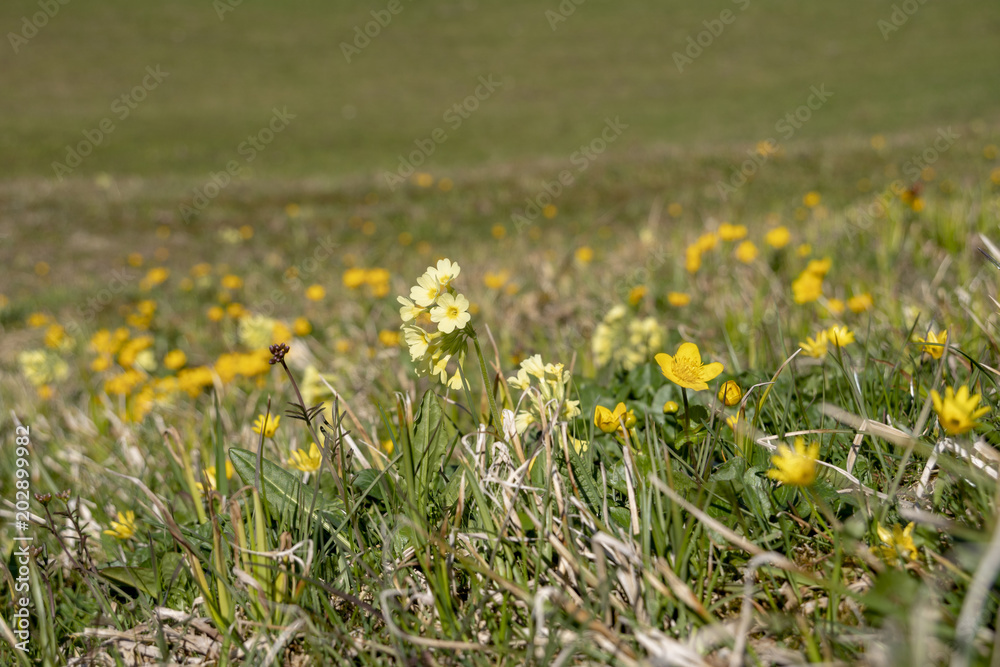 Blumenwiese mit Schlüsselblumen - Primula elatior