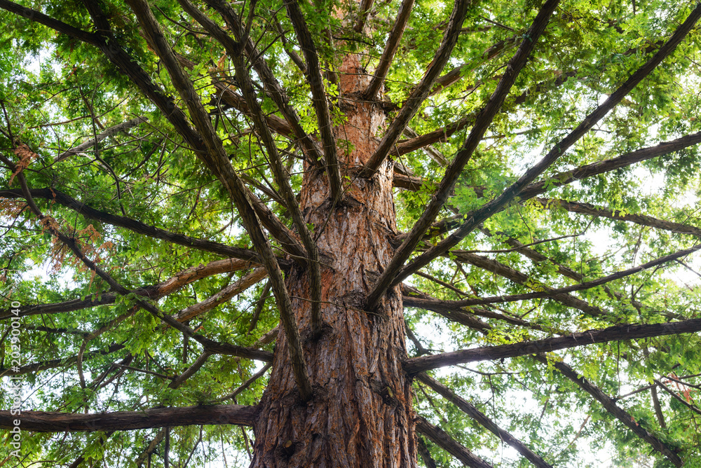 Naklejka premium Sequoia against the blue sky