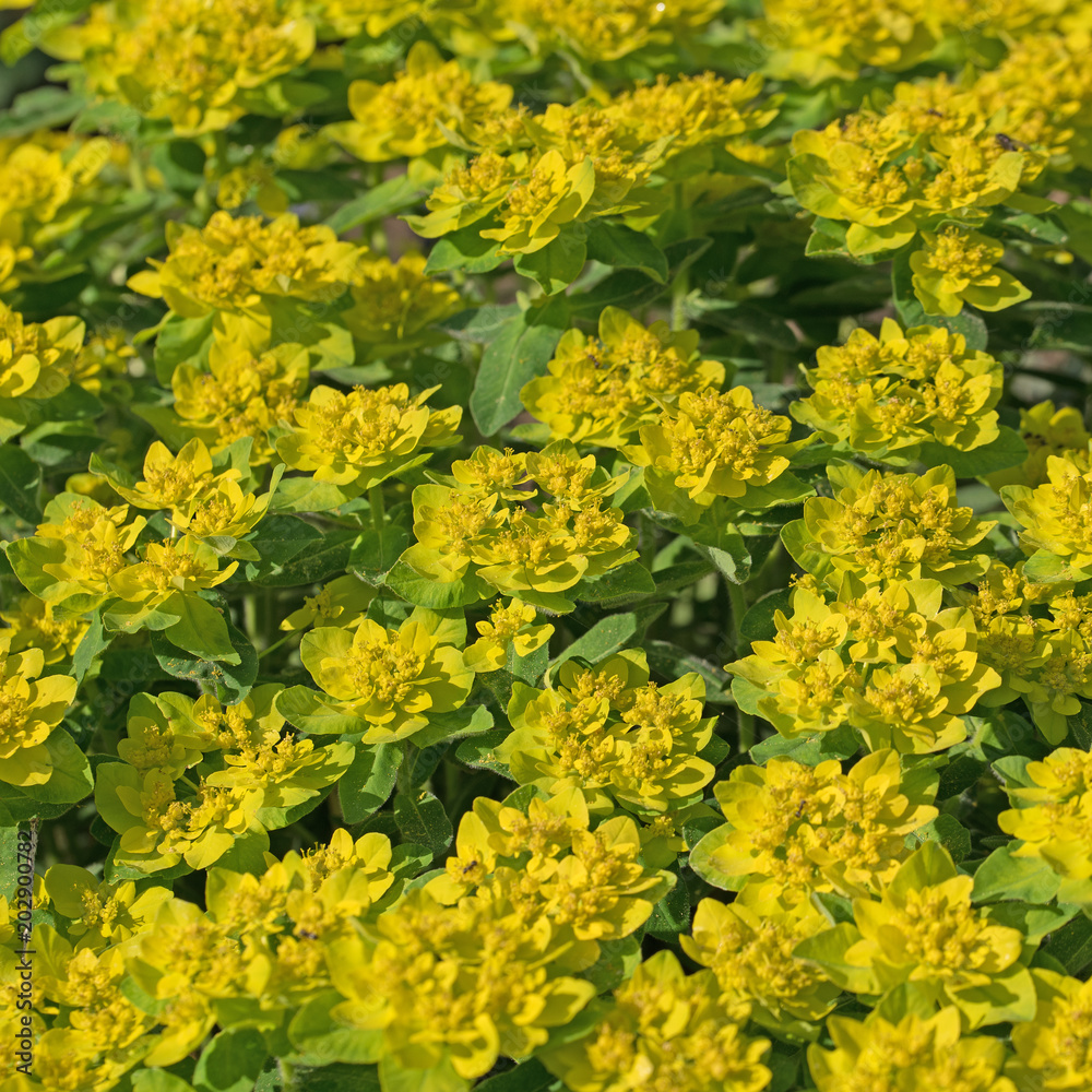 Blühende Warzen-Wolfsmilch, Euphorbia verrucosa Blühende Warzen-Wolfsmilch, Euphorbia verrucosa