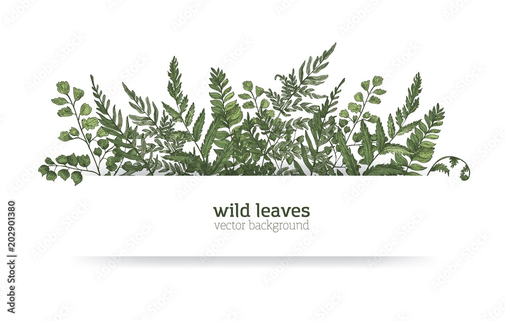 Beautiful horizontal background or banner decorated with gorgeous ferns, wild herbs or green herbaceous plants. Elegant herbal backdrop or border. Colorful realistic natural vector illustration. - obrazy, fototapety, plakaty 
