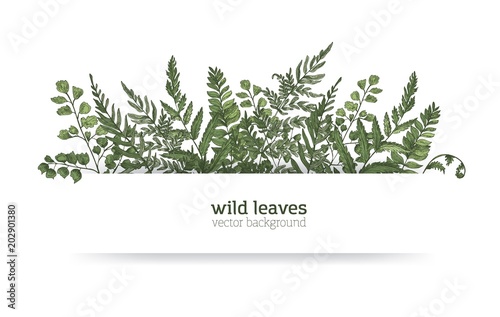 Beautiful horizontal background or banner decorated with gorgeous ferns, wild herbs or green herbaceous plants. Elegant herbal backdrop or border. Colorful realistic natural vector illustration.
