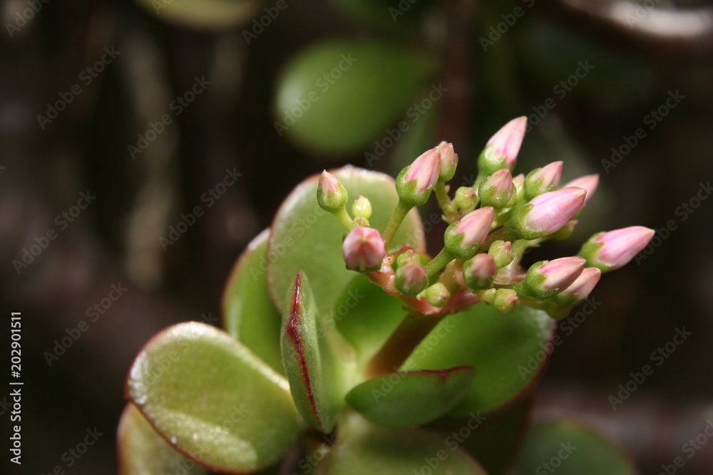 Crassula Ovata Flower head Crassula Ovata Flower head