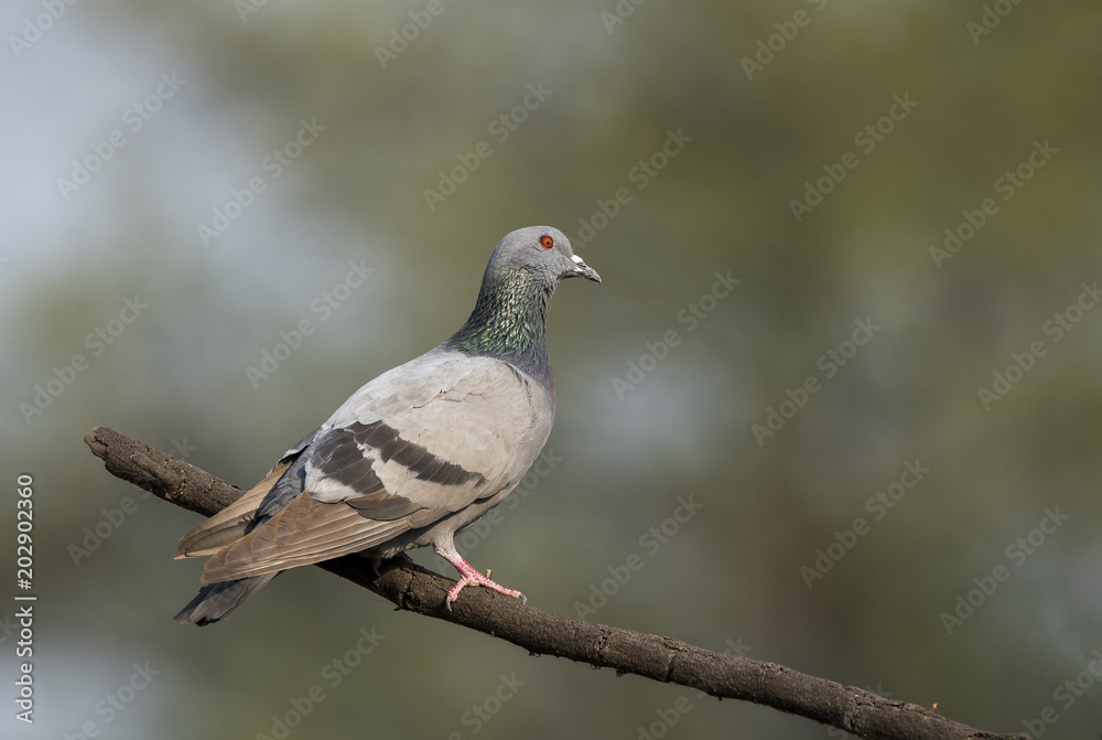 A rock pigeon perched on a branch inside bharatpur bird sanctuary on a winter evening A rock pigeon perched on a branch inside bharatpur bird sanctuary on a winter evening