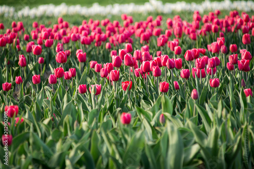 Red pink tulip field