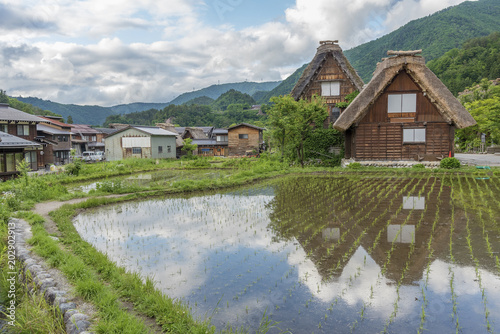 Rice field in Historical village Shirakawa-go in Japan